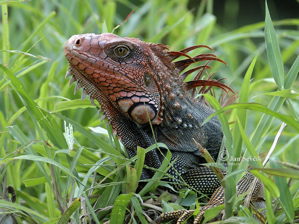 leguan-zeleny-1024_768