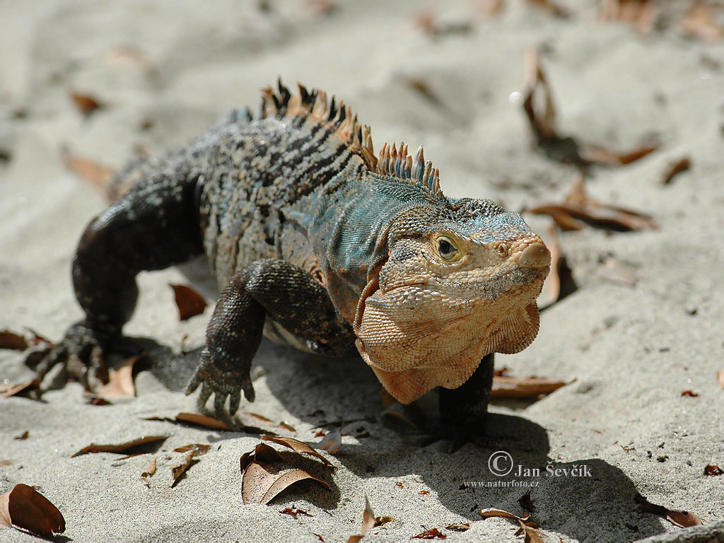 leguan-cerny-1024_768